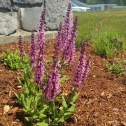 Lyrical™ Rose Salvia -PlantAura Shop salvia lyrical rose office garden