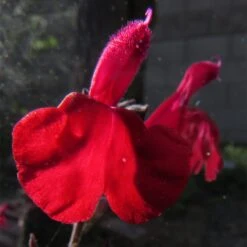 Cold Hardy Rainbow Salvia Collection -PlantAura Shop salvia maraschino