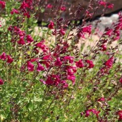 Cold Hardy Rainbow Salvia Collection -PlantAura Shop salvia raspberry delight bush sage