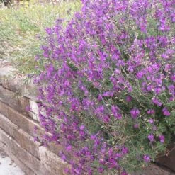 Cold Hardy Rainbow Salvia Collection -PlantAura Shop salvia ultra violet over wall 2