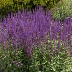 Caradonna Salvia -PlantAura Shop salvia caradonna cropped