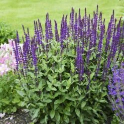 Caradonna Salvia -PlantAura Shop salvia caradonna walters gardens 3 cropped
