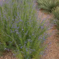 Autumn Sapphire™ Salvia -PlantAura Shop salvia reptans autumn sapphire brooke colburn 1 actually cropped