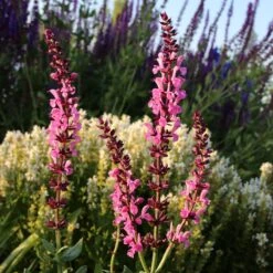 Lyrical™ Rose Salvia -PlantAura Shop salvia sylvestris balyricose 676836163 cropped