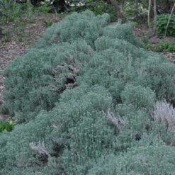 Gray Santolina -PlantAura Shop santolina chamaecyparissus gray santolina spring