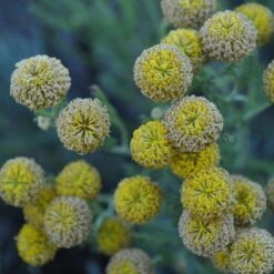 Gray Santolina -PlantAura Shop santolina chamaecyparissus gray santolina summer flowers close up