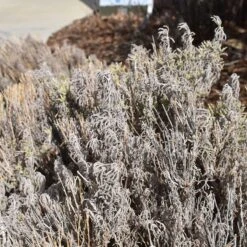 Gray Santolina -PlantAura Shop santolina chamaecyparissus gray santolina winter