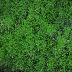 Green Santolina -PlantAura Shop santolina rosmarinifolia green santolina spring foliage