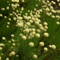 Green Santolina -PlantAura Shop santolina rosmarinifolia green santolina summer cream flowers