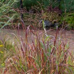 Shenandoah Switch Grass -PlantAura Shop saxon holt panicum shenandoah