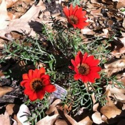 Scarlet Tanager Gazania -PlantAura Shop scarlet tanager african daisy ground trio