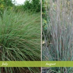 Standing Ovation Little Bluestem Grass -PlantAura Shop schizachyrium scop standing ovation july august 1 1