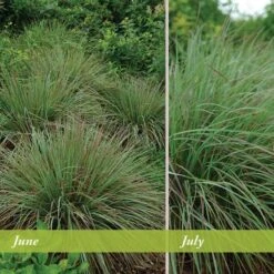 Standing Ovation Little Bluestem Grass -PlantAura Shop schizachyrium scop standing ovation june july 1 1