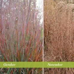 Standing Ovation Little Bluestem Grass -PlantAura Shop schizachyrium scop standing ovation october november 1 1