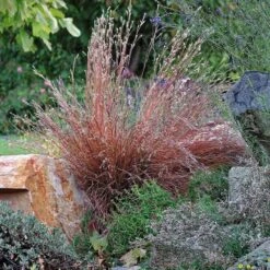 Blaze Little Bluestem Grass -PlantAura Shop schizachyrium scoparium blaze 1 cropped