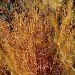 Blaze Little Bluestem Grass -PlantAura Shop schizachyrium scoparium blaze cropped 2