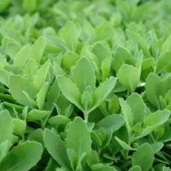 Autumn Fire Sedum -PlantAura Shop sed autumnfire fol northcreek nu