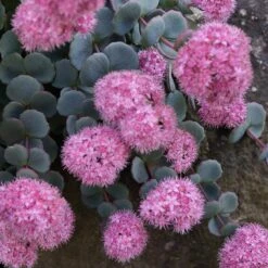 October Daphne Sedum -PlantAura Shop sedum seboldii october daphne 11