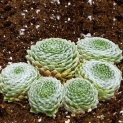 Cobweb Hens And Chicks -PlantAura Shop sempervivum arachnoideum