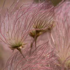 Apache Plume (Fallugia) -PlantAura Shop shutterstock apache plume fallugia paradoxa 2 cropped
