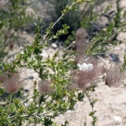 Apache Plume (Fallugia) -PlantAura Shop shutterstock apache plume fallugia paradoxa 3 cropped