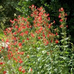 Royal Catchfly (Silene) -PlantAura Shop silene reiga royal catchfly full plant