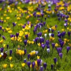 Snow Crocus Mix -PlantAura Shop snow crocus mix lawn