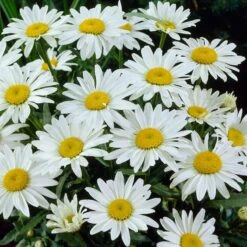 Snowcap Shasta Daisy -PlantAura Shop snowcap shasta daisy 3