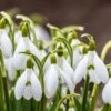 Snowdrops