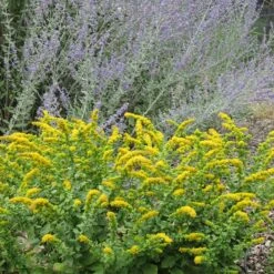Golden Fleece Goldenrod (Solidago) -PlantAura Shop solidago golden fleece russian sage perovskia atriplicifolia