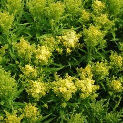 Little Lemon Goldenrod (Solidago) -PlantAura Shop solidago mike davy little lemon goldenrod cropped