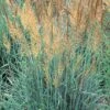 Llano Indian Grass
