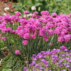 Splendens Armeria -PlantAura Shop splendens sea thrift armeria maritima garden