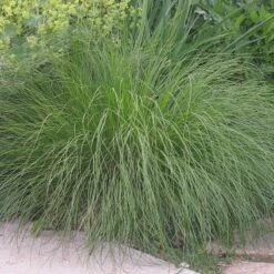 Prairie Dropseed Grass -PlantAura Shop sporobolus heterolipis foliage cropped