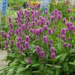 Hummelo Betony -PlantAura Shop stachys monieri hummelo 3