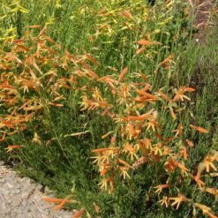 SteppeSuns® Sunset Glow Penstemon -PlantAura Shop steppesuns sunset glow penstemon orange