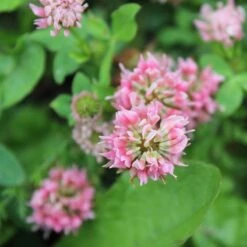 Alternative Lawn Wildflower Seed Mix -PlantAura Shop strawberry clover close up