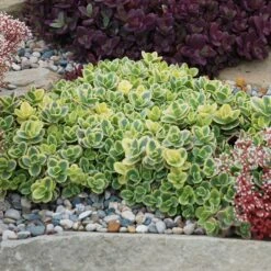 SunSparkler® Lime Twister Sedum -PlantAura Shop sunsparkler lime twister sedum
