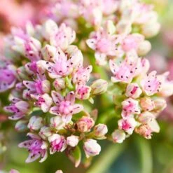 SunSparkler® Lime Twister Sedum -PlantAura Shop sunsparkler lime twister sedum pink flowers