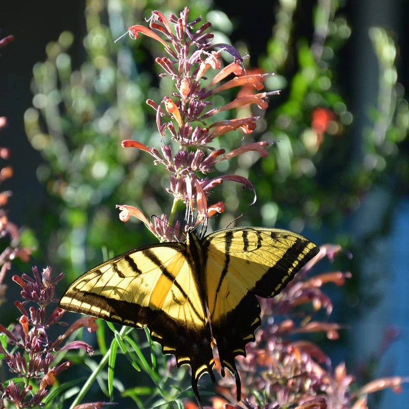 Front Page -PlantAura Shop swallowtail butterflyon agastache rupestris pam koch az 3