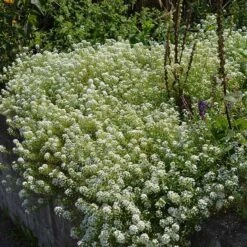 Alternative Lawn Wildflower Seed Mix -PlantAura Shop sweet alyssum
