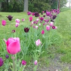 Blue Moon Triumph Tulip Mix -PlantAura Shop tulip blue moon mix cropped hm 10