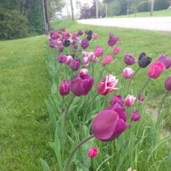 Blue Moon Triumph Tulip Mix -PlantAura Shop tulip blue moon mix cropped hm 6