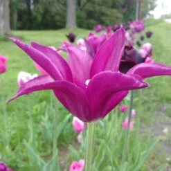 Blue Moon Triumph Tulip Mix -PlantAura Shop tulipa blue moon mix hm 3