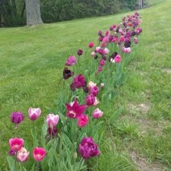 Blue Moon Triumph Tulip Mix -PlantAura Shop tulipa blue moon mix hm 4