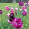 Blue Moon Triumph Tulip Mix
