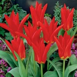 Red Emperor Tulip