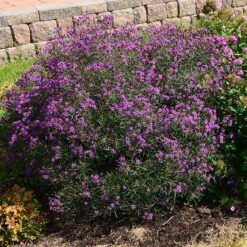 Summer's Swan Song Ironweed (Vernonia) -PlantAura Shop vernonia summer swan song garden jim ault