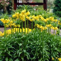 Yellow Crown Imperial -PlantAura Shop visi02917 fritillaria lutea cropped