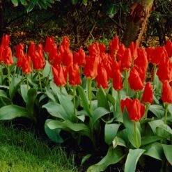 Red Emperor Tulip -PlantAura Shop visi04220 red emperor tulip cropped